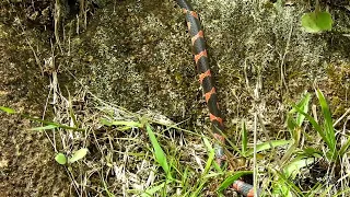 serpiente inmune al animal más venenoso del mundo.