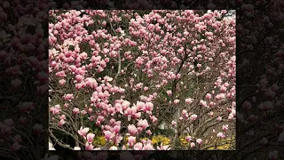 Magnificent Magnolias Union New Jersey MP4