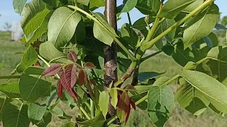 Утро в Родовом Поместье. Осмотр пчёл 🐝