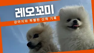 VLOG|강아지브이로그|애견카페|#포메라니안 #렉돌고양이 #메인쿤고양이