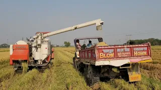 Paddy Harvesting