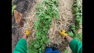 Hilling Potatoes with Straw
