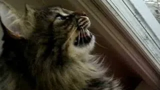 Maine Coon Cat Watching Birds - Funny