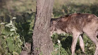 Newborn wildebeest reuinted with mother - uplifting!