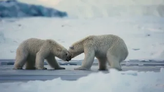 Frozen Planet II