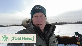 Restoring Healthy Bison Populations | Field Notes | Parks Canada