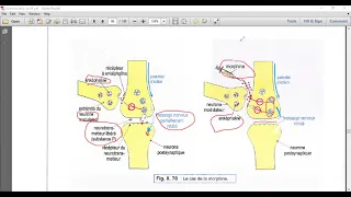 LH Biologie: Mode d'action des drogues