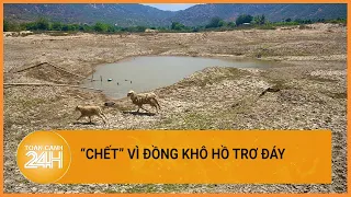 Cừu Ninh Thuận chết mòn vì đồng khô, hồ trơ đáy | Toàn cảnh 24h