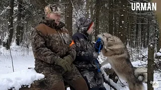 Как выбрать щенка для охоты