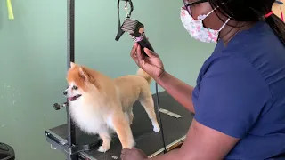 How to trim a Pomeranian like a lion