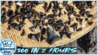 Venice Beach Florida | 300 SHARK TEETH in 2 HOURS!!!