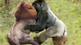 Craziest Gorilla Attacks And Fights Caught On Camera | گوریلا کی خطرناک لڑائیاں | Versatile dani