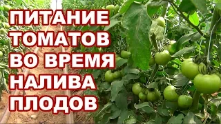 Питание для помидоров во время налива и побурения плодов