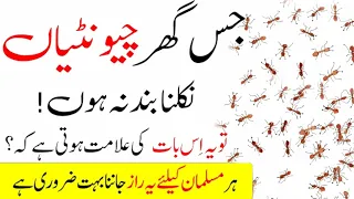 Understand If Ants Do Not Stop Coming Out Of The House | A Story Full Of Islamic Anecdotes | STA