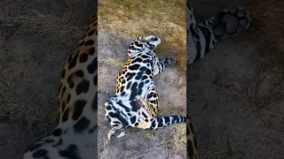 Jaguar BELLY