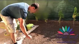 Planting lawn seed under oak tree