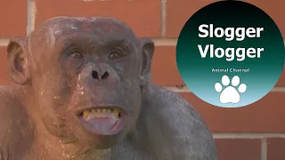 Jambo - The Hairless Chimp Is Having A Bad Day