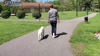 Lily | 10 Month Old Labrador Retriever | Lab Training Atlanta | 2 Week Board & Train Atlanta