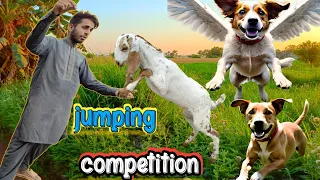 Jumping competition./Mini zoo Main dog show kia