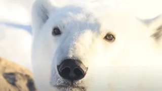 World Wildlife Fund: Celebrate wildlife like polar bears this season