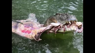 Monster Crocodile Eats A 350kg COW