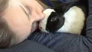 How to cuddle with a rabbit