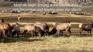 Oak Creek Wildlife Area Elk Feeding