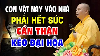 Phải hết sức CẨN THẬN Nếu con vật này vào nhà kẻo Hại Cả Nhà Gặp Hoạ Liên Tiếp, Đen Đủi Triền Miên