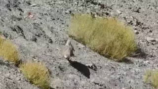 Himalayan Snowcock, Ladakh, India