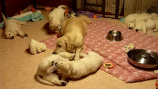 Golden Retriever Mum educating her puppies aged 7 weeks