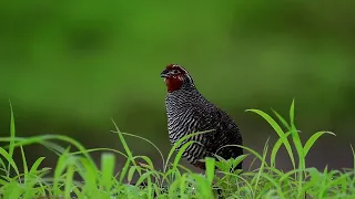 Jungle Bush Quail calling from Bhigwan, Maharashtra