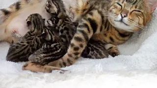 Mother Cat Enjoys her kittens with a Big Smile on her Face