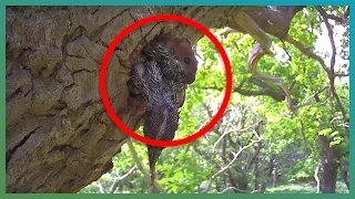 WARNING: Stoat Kills Four Baby Woodpeckers | #Springwatch |  Earth Unplugged