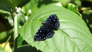 Butterfly Rainforest Moment: Starry Night Cracker