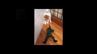 Funny cat gets scared by soldier toy 😂😆 #shorts