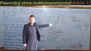 Plasmodial slime molds (Myxomycota) | Fungus like protists | Kingdom protista | Sabar Khan Lectures