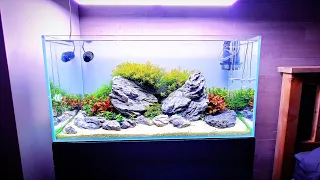 Trimming 90P Planted Aquarium