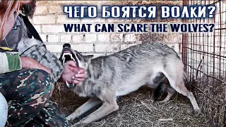 Чего боятся волки? | What can scare the wolves? (часть 1)