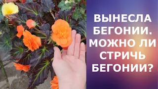 БЕГОНИИ ВЫНЕСЛА НА УЛИЦУ. МОЖНО ЛИ СТРИЧЬ БЕГОНИИ?