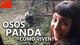 Así es la RESERVA de OSOS PANDA en CHINA 🐼   |  VUELTALMUN