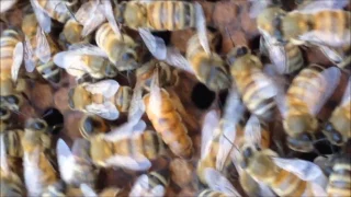 The sound of The Queen Bee