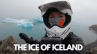 Spotting Wildlife in Iceland 🇮🇸  [S3 - Eps 14]