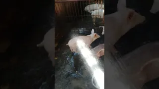 SHOWERING THE PIG