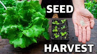 How to Grow Lettuce, Complete Growing Guide