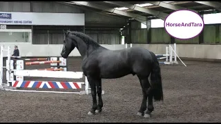 Friesian horse loose jumping at Yorkshire Equestrian Centre