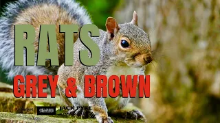 Rats: Grey and Brown - Air Rifle Pest Control