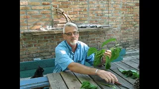 Mulberry -  grafting in summer