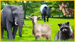 Belíssimo Som dos Animais: Elefante, Girafa, Anta, Urso Panda, Lhama, Cabra, Pavão, Flamingo, Foca