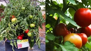 Indeterminate VS Determinate Tomato Plants (Comprehensive Guide)