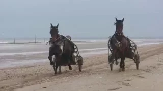 Hästar, havet och historia